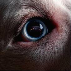 Виниловая пластинка Roger Waters - Dark Side of the Moon Redux 2LP